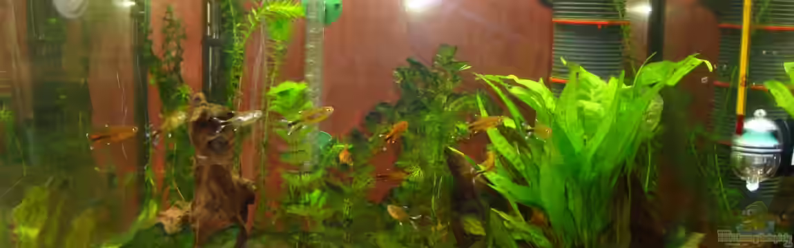 Mein kleines Becken von Poldi1981