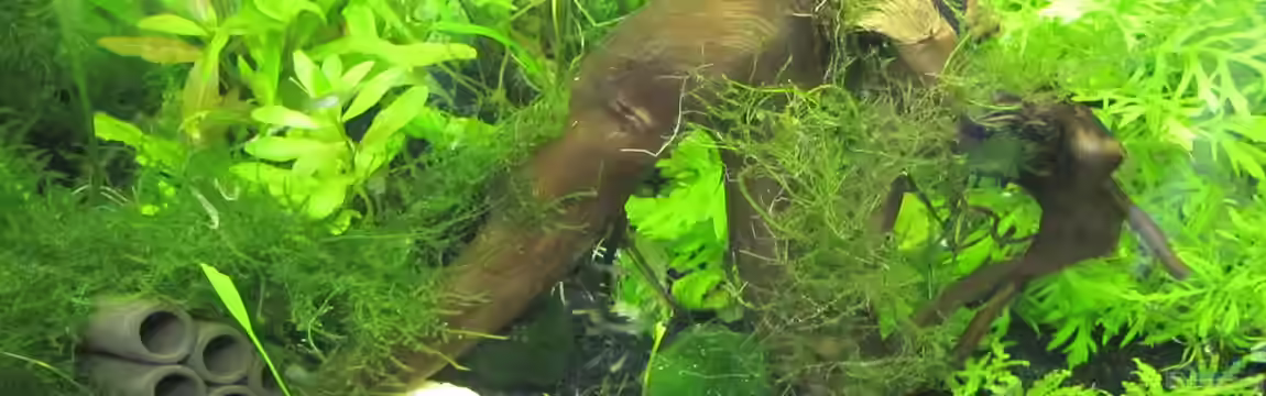 mein kleines Reich von Wasserfloh*1