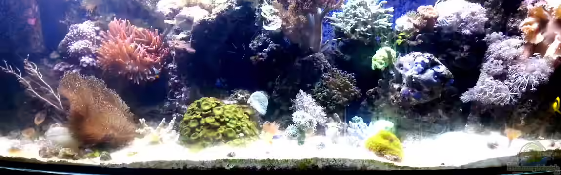 Mein kleines Riff von Frank Ulbricht