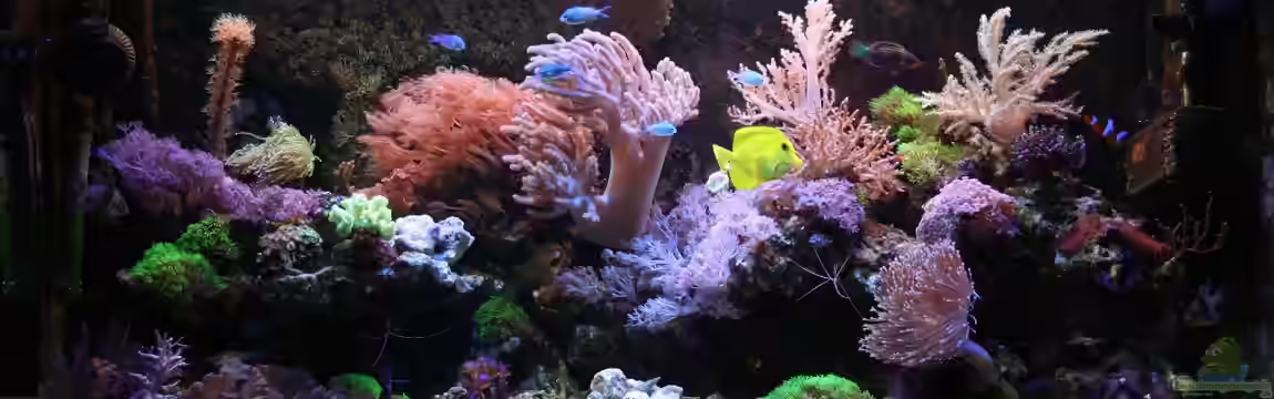 Mein kleines Riff von Johannes 88