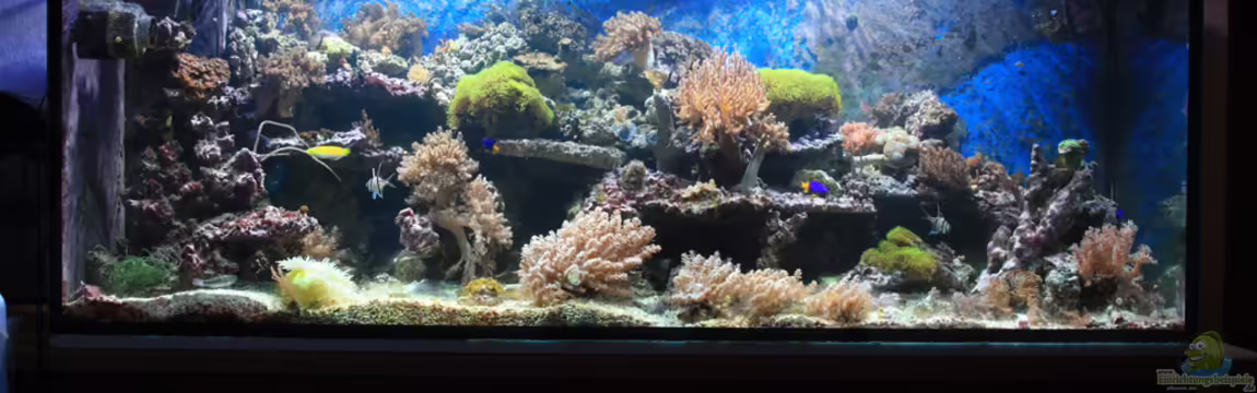 Mein kleines Riff von Meik Krahlheer