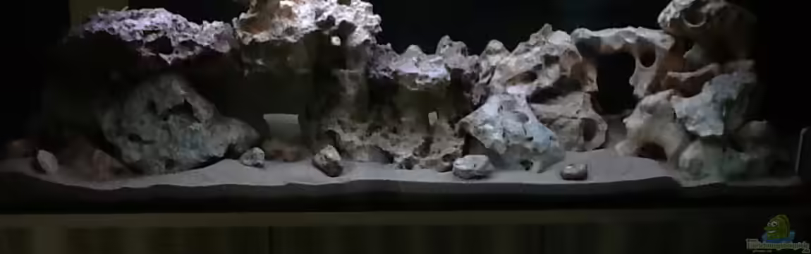 Mein Malawi Becken von DDT