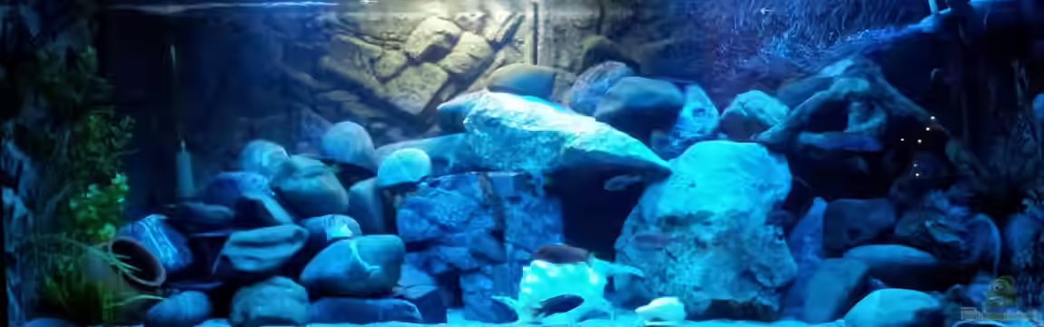 mein Malawi-Tank von FrankenWasser