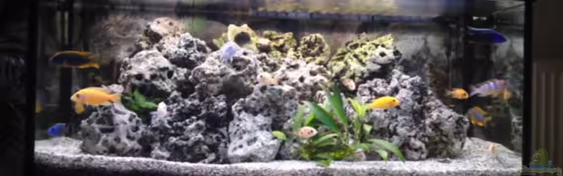 Mein Malawiseebecken von Klaus M.