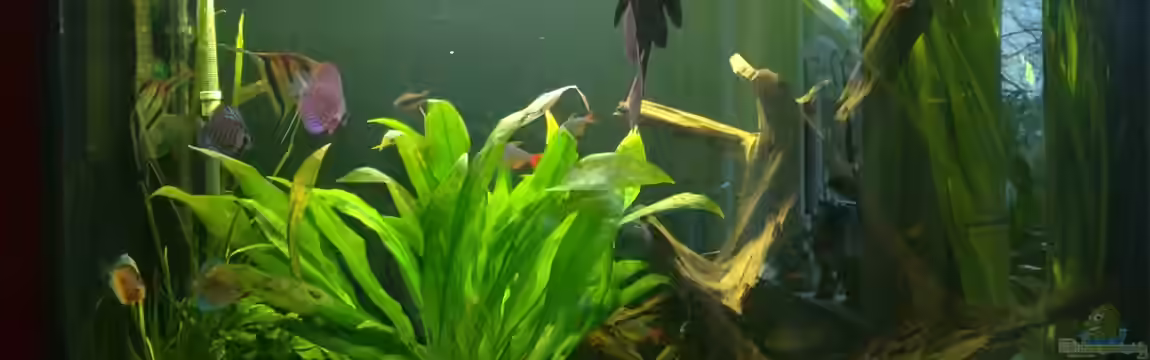 Mein Natur-Fernseher von Pipp Amerika