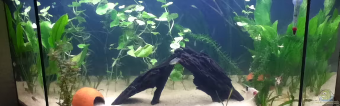 Mein Südamerika Becken von Guppy26