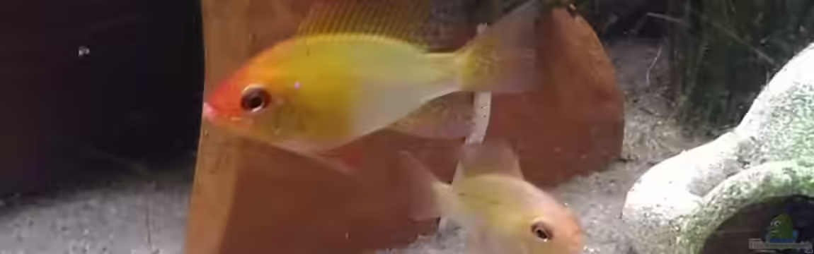 Mein Südamerikatraum ) von Tobi L.