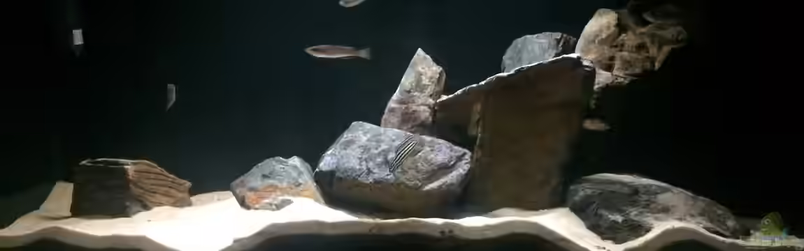 Mein Tanganjikabecken von Maxi13