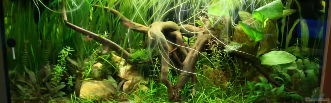 Mein Tümpel von Mario K