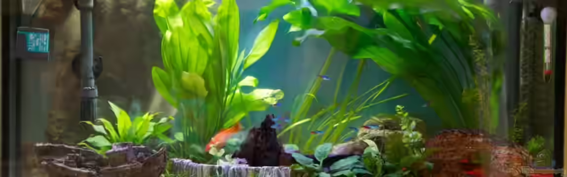 Mein zu Hause Aquarium von moestaverne