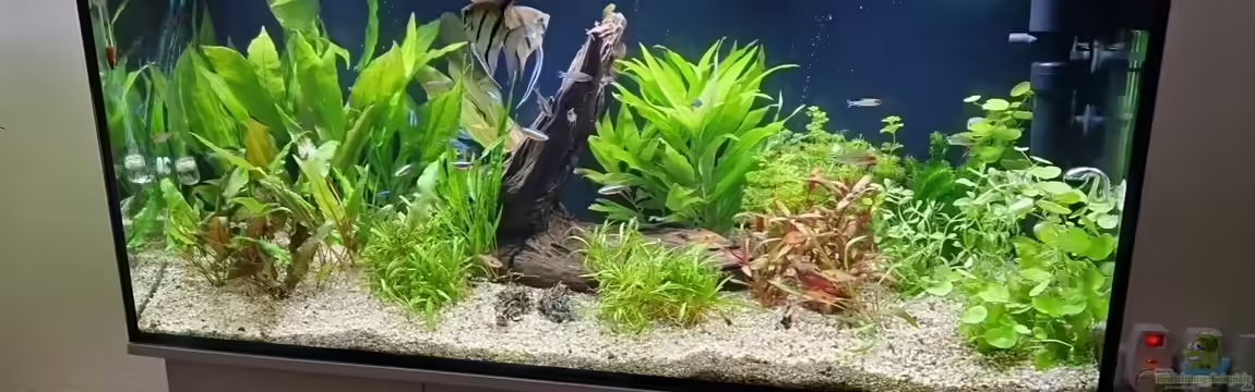 Meine kleine Unterwasserwelt von Andreas Janßen