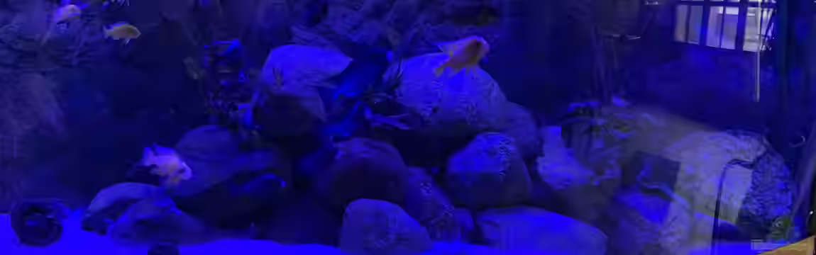 Meine Malawi Ecke von Mats Müller