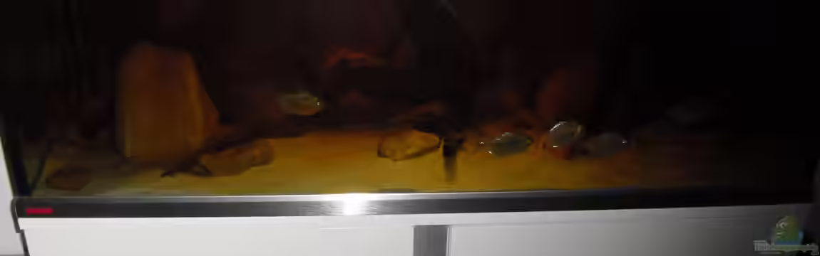 Meine Scheiben von Dominik L