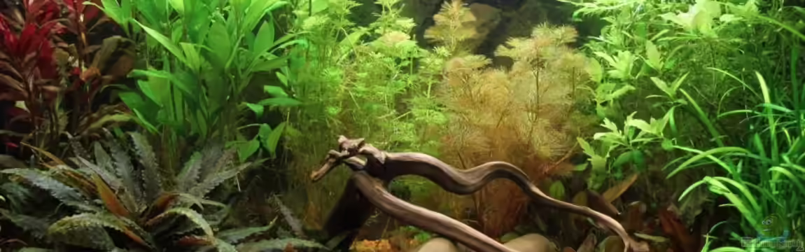 Meine Unterwasserwelt von Heiko Oeding