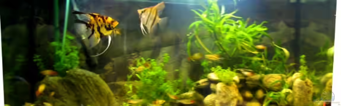 Merlins Reich von Lakritzkatze