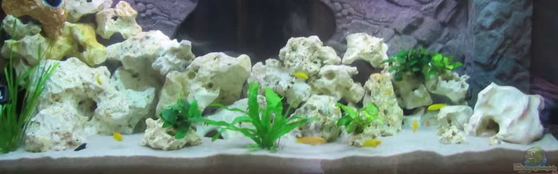 Metalhead`s Malawi Pfütze von Metalhead672