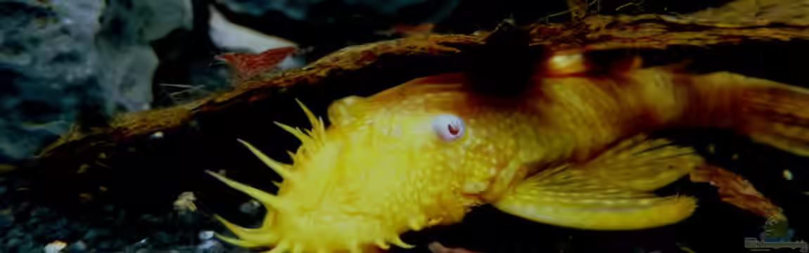 Micro-Dschungel von Steffen S.