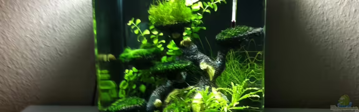 Mini - Dennerle - Scape von RoZan