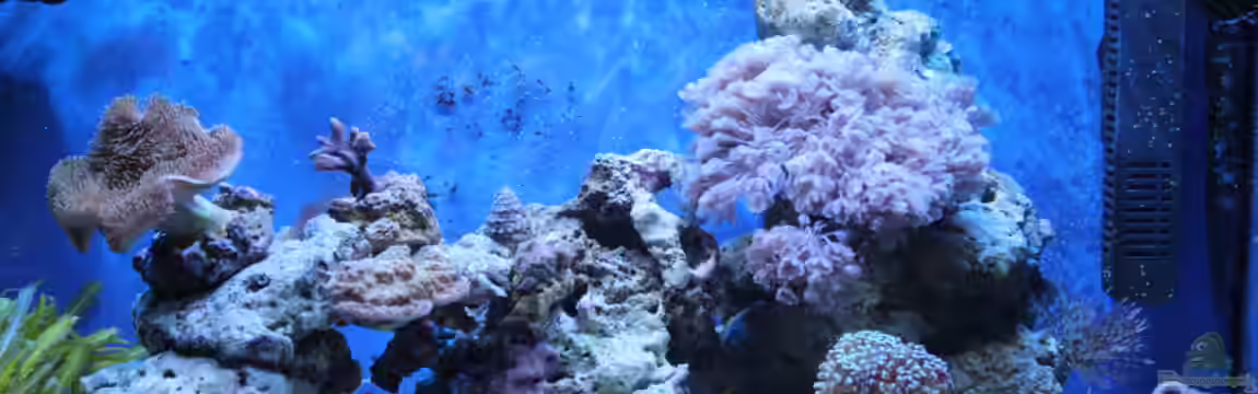 Mini Riff von Sven K.