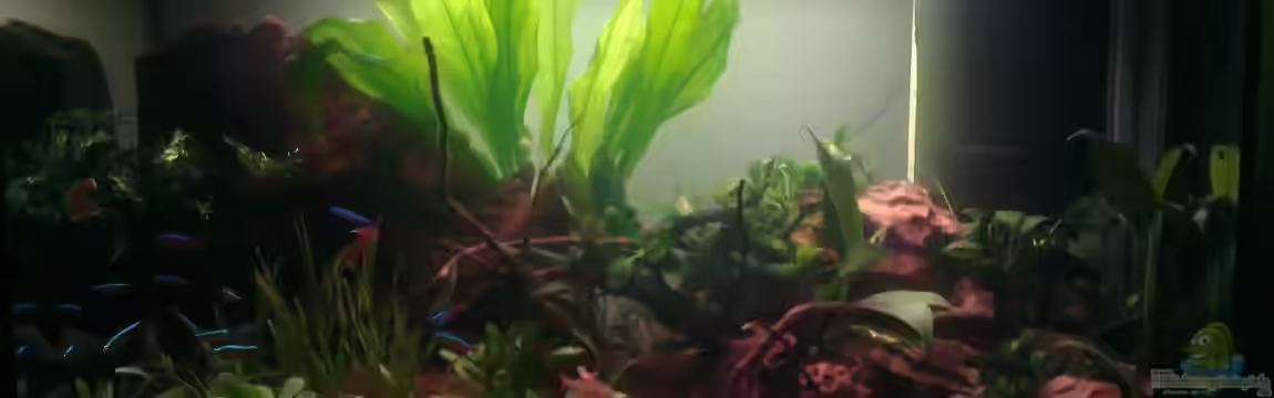 Miniatur-Amazonien von Der Sebastian