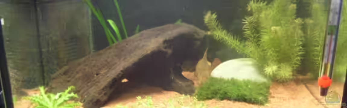 Minibecken von erich