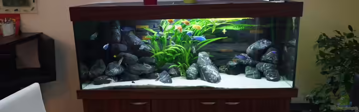 MJM´s NonMbuna von Moda