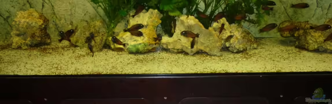 Moliro - Becken von Ikolaner