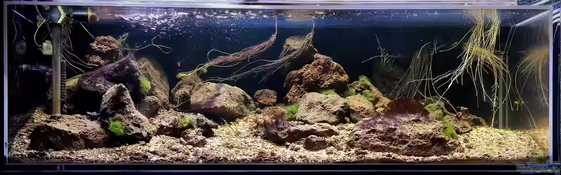 Moliwe River von Frank R.