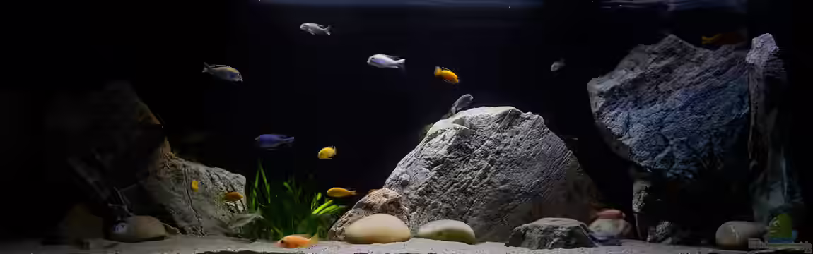 Moorii and More von freezer2510