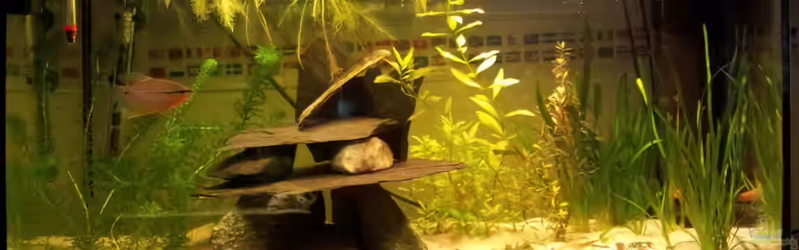 Mosaikfadenfisch-Artaquarium von WittaMine