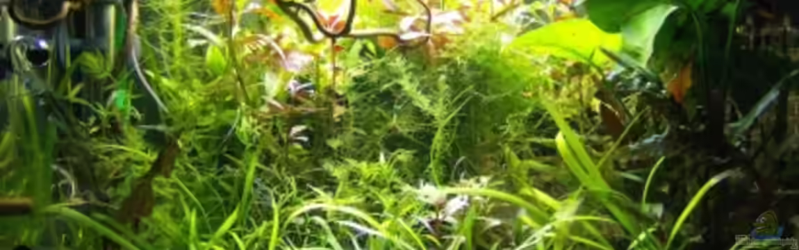 mp Aquarium von Jochen Jais