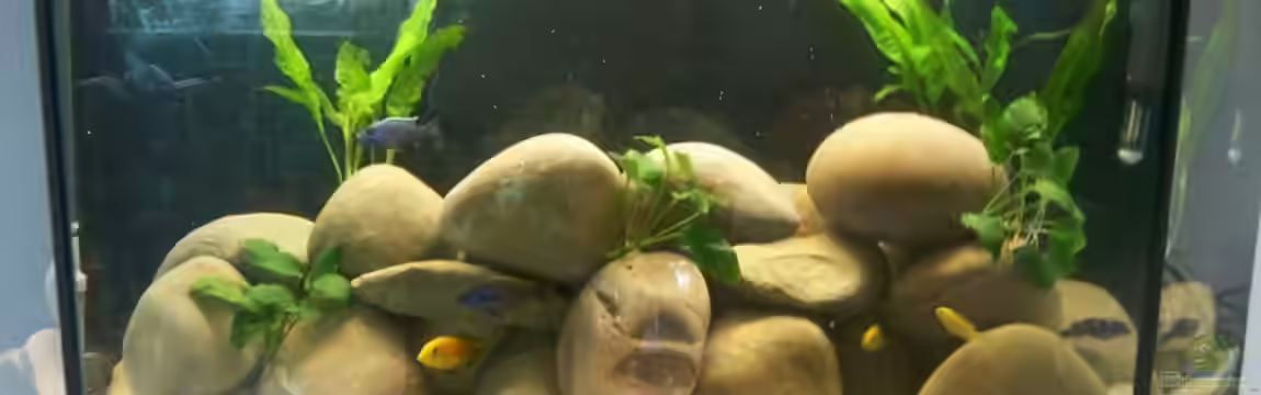 MP von Dominik Uebel