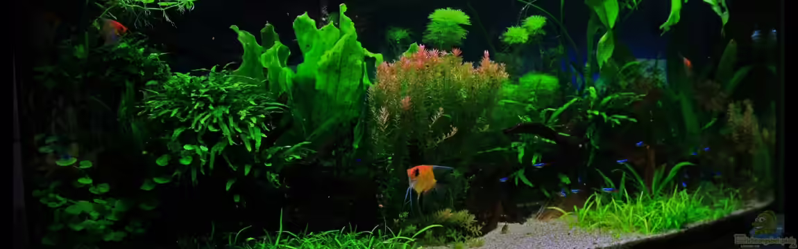 My Amazonas Dream von gooral28