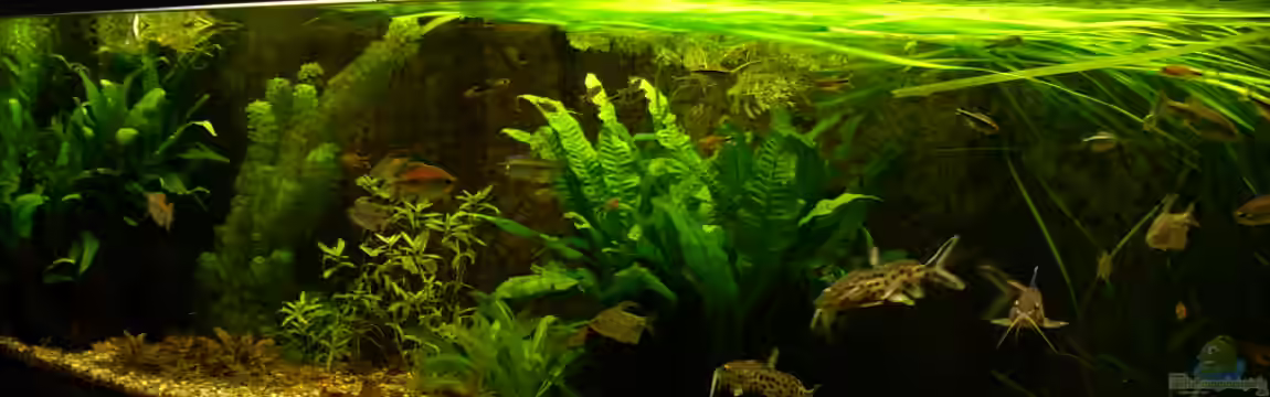 My Dream von Wasserwelt