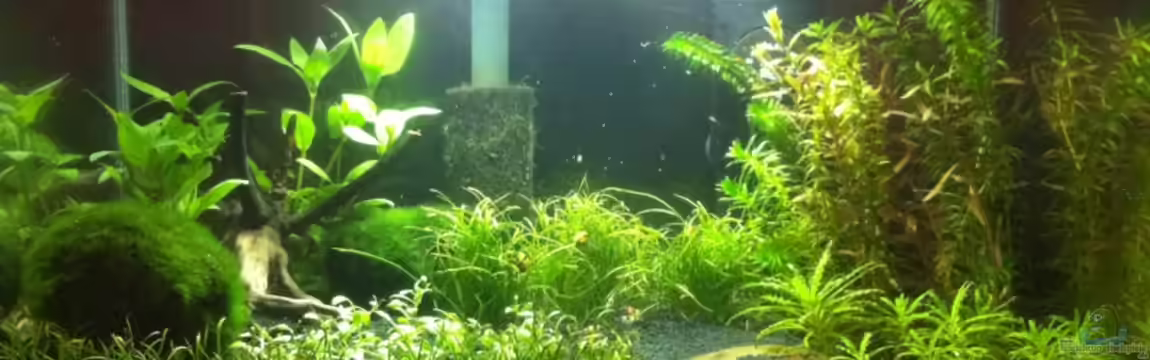 My first AQ von Markus96