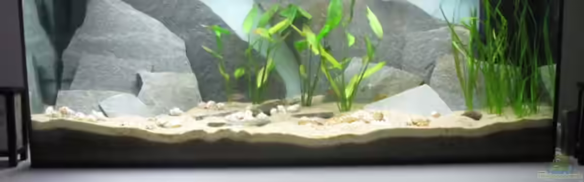 My Lake Tanganjika von Simon Schober