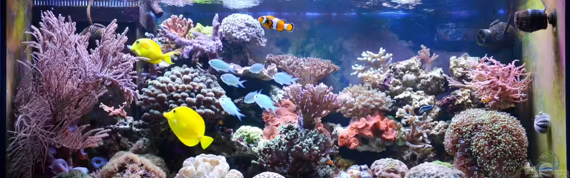 My little reef (nur noch als Bsp.;verkauft) von berchti555