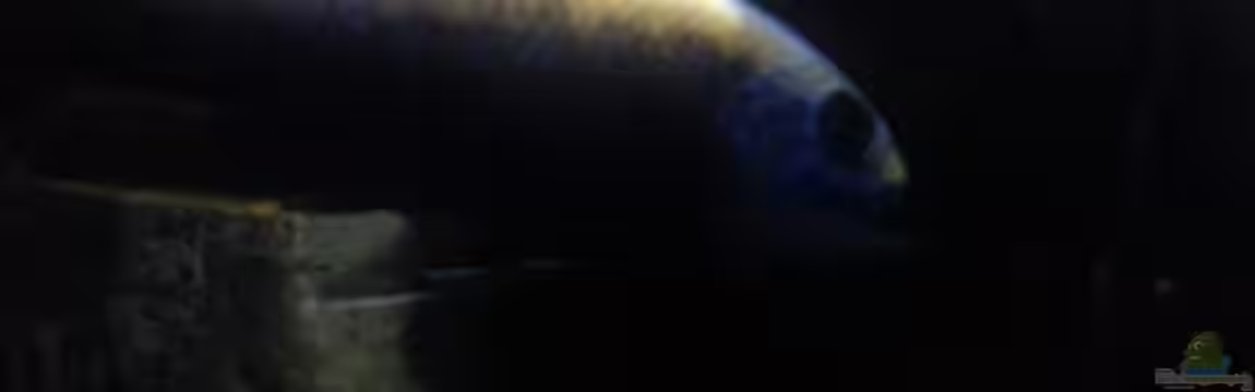 My second Malawi basin existiert nicht mehr von Vision