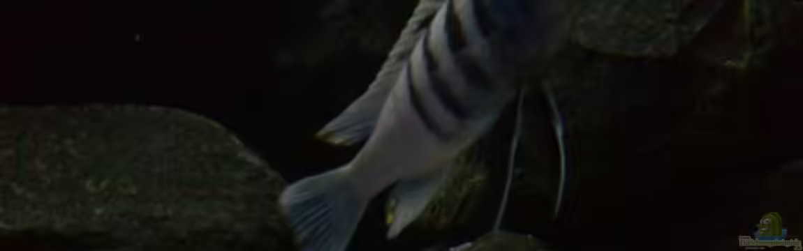 My Version of Malawi von J.Co.