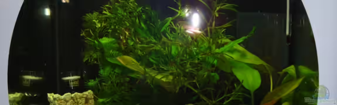 Nano 2 von Poldi1981