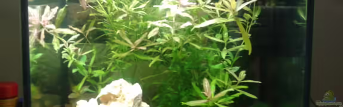 Nano Becken 30L für CPO´s und Garni´s von Bully-1999