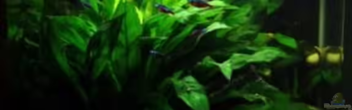 Nano Cube 130 XXL von leaa