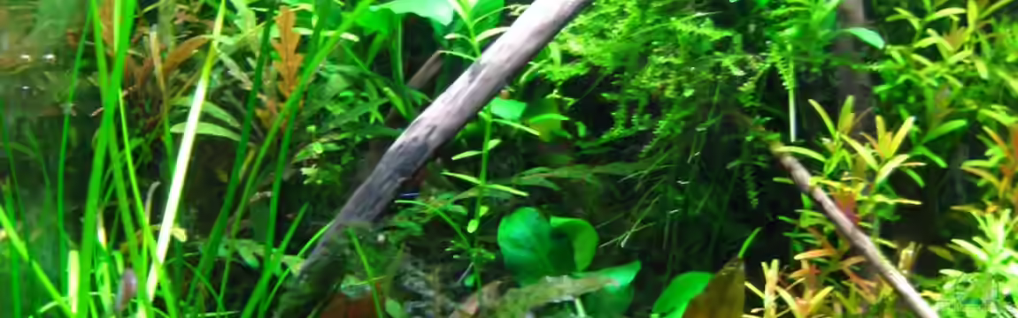 Nano Cube 20l von Nanu