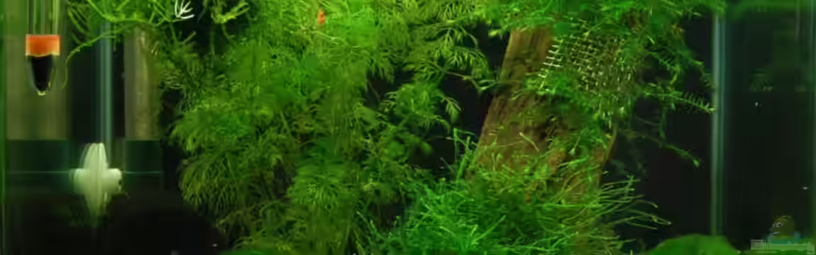 Nano Cube 30L von BjoeHrn