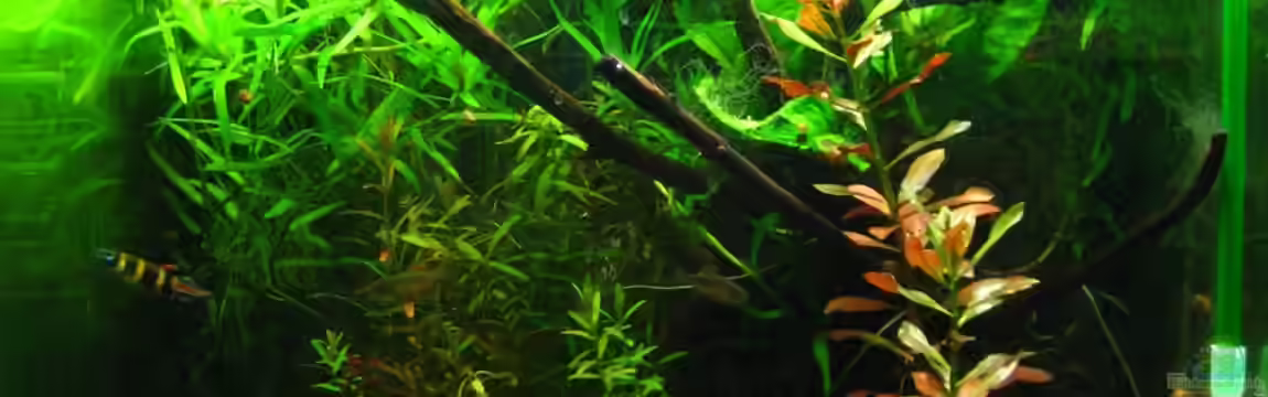 Nano Cube 30l von Nanu