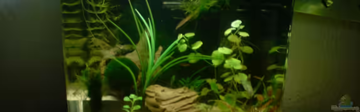 Nano Cube Dennerle von Dasy