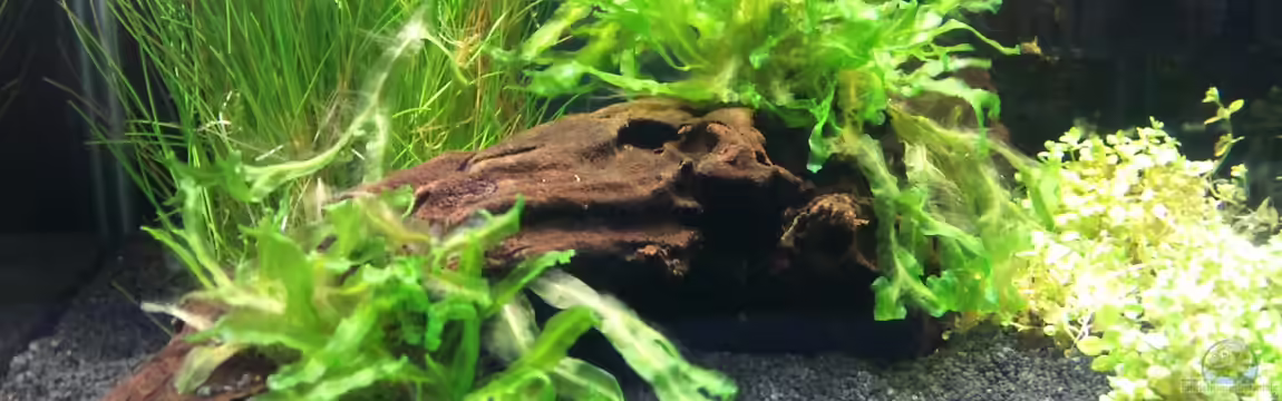 Nano Cube von Eifelcruiser