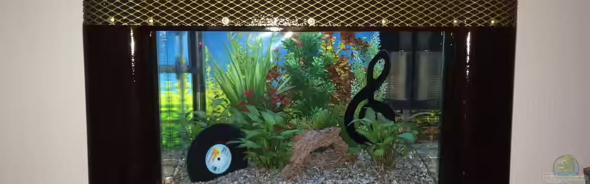 Nano Röhrenradio Betta Splendens von Hanse-Hannes