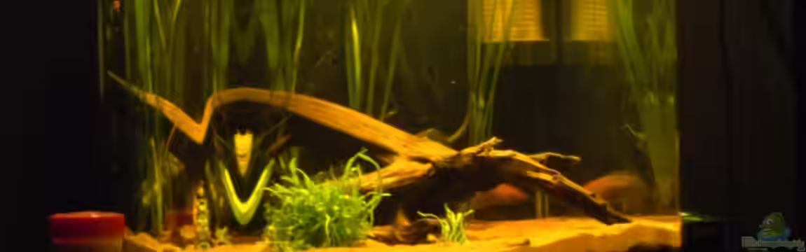 Nano von killerloop2004