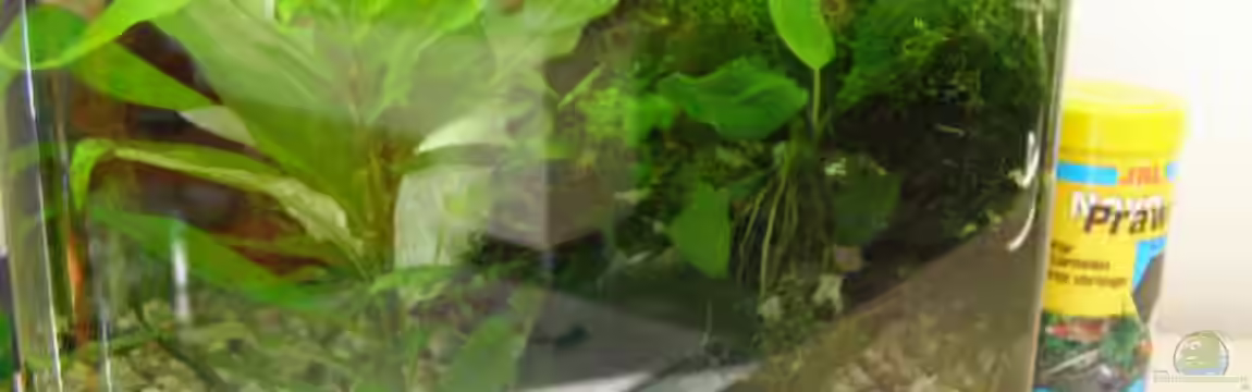 Nanobecken 16246 von SeLo